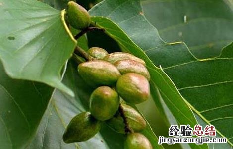 西青果的功效与作用 桔梗的功效与作用