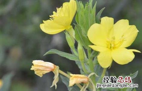 月见草的功效与作用 月见草油胶囊的功效与作用