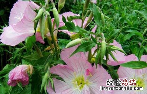 月见草的功效与作用 月见草油胶囊的功效与作用