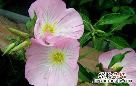 月见草有什么副作用和禁忌 月见草有什么副作用