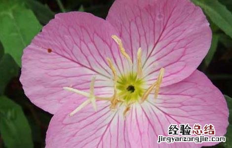月见草有什么副作用和禁忌 月见草有什么副作用