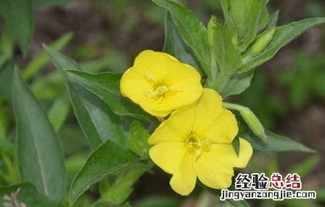 月见草有什么副作用和禁忌 月见草有什么副作用