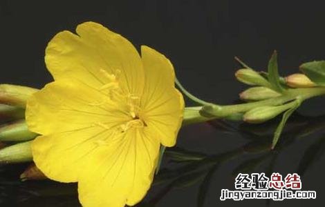 月见草有什么副作用和禁忌 月见草有什么副作用