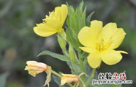 哪些人不能吃月见草 哪些人不能吃月见草片