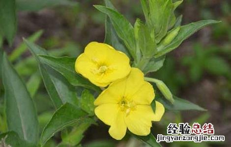 哪些人不能吃月见草 哪些人不能吃月见草片
