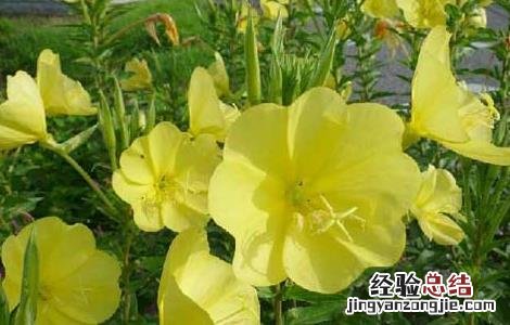 哪些人不能吃月见草 哪些人不能吃月见草片