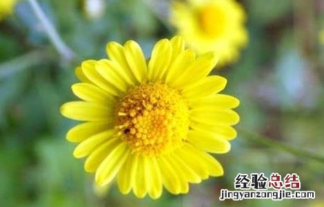 野菊花的功效与作用 野菊花的功效与作用及禁忌