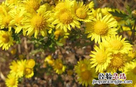 野菊花的功效与作用 野菊花的功效与作用及禁忌