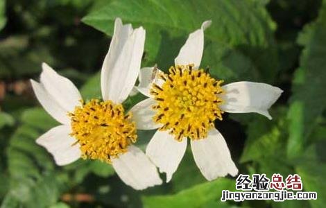 野菊花的功效与作用 野菊花的功效与作用及禁忌