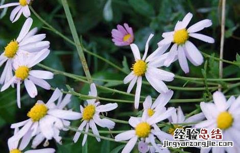 野菊花的功效与作用 野菊花的功效与作用及禁忌