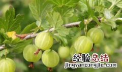 灯笼果的营养价值 灯笼果的营养价值如何