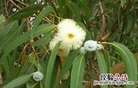 桉树油的功效与作用 德国双心桉树油的功效与作用