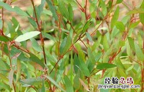 桉树油的功效与作用 德国双心桉树油的功效与作用