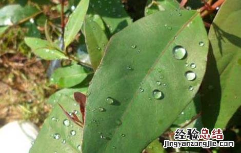 桉树油的功效与作用 德国双心桉树油的功效与作用