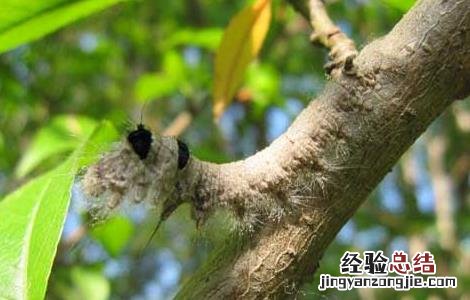 桉树油的功效与作用 德国双心桉树油的功效与作用