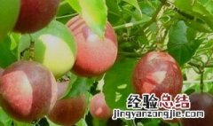 香园果怎么吃才好吃 香园果怎么吃