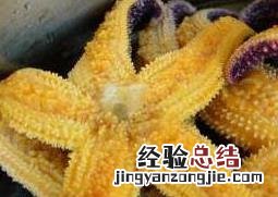海五星怎么吃 干海星怎么吃法