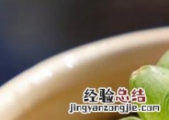 姬玉露怎么养 姬玉露怎么养殖