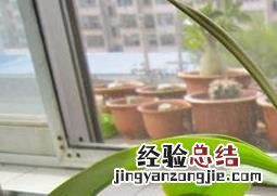 猪笼草用什么盆养 盆栽猪笼草怎么养