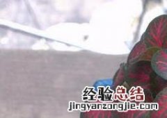 红网纹草怎么养 红网纹草怎么养才能好