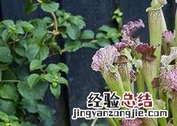 小盆栽瓶子草怎么养好 小盆栽瓶子草怎么养