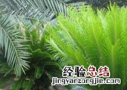 苏铁 苏铁小灰蝶