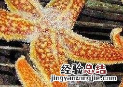 烤海星怎么吃 烤海星怎么吃好吃