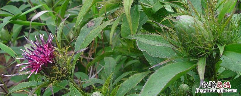 野生白术什么时候开花 白术开什么花
