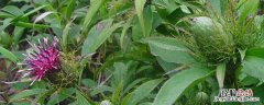 野生白术什么时候开花 白术开什么花
