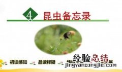昆虫备忘录主要讲了什么 课文内容介绍