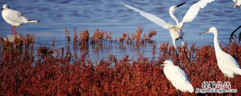 白鹭的脚大约多长厘米 白鹭的脚大约长多少厘米