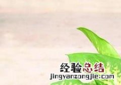 斑马万年青怎么养 斑马万年青怎么养殖