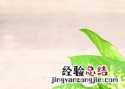 斑马万年青怎么养 斑马万年青怎么养殖