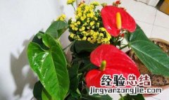 兰花怎样养 兰花怎样养才能长出花剑