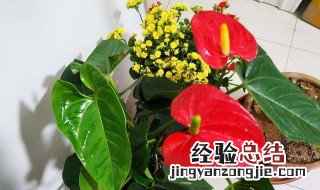 兰花怎样养 兰花怎样养才能长出花剑