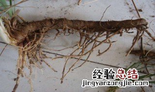 知母的作用与功效与作用点 知母的的作用