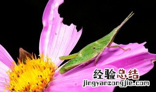 尖头绿蚂蚱的外形特点 了解一下