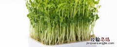 芽苗菜如何打开销路 芽苗菜销售渠道及方案