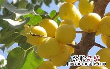 大白杏的功效与作用 大白杏的功效与作用图片