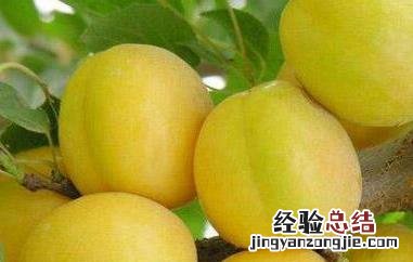 大白杏的功效与作用 大白杏的功效与作用图片