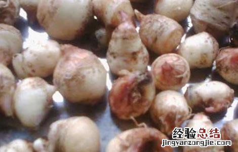 半夏厚朴汤的功效与作用禁忌 半夏厚朴汤的功效与作用