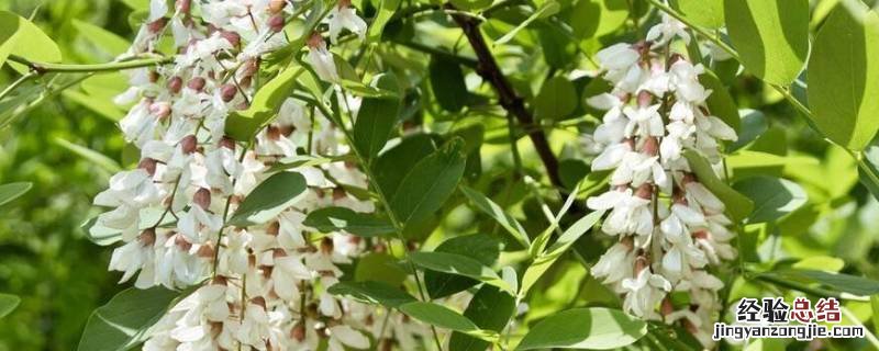 洋槐树花怎么吃 洋槐花 怎么吃