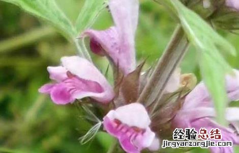 益母草可以祛斑吗怎么吃 益母草可以祛斑吗