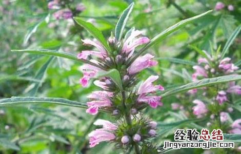 益母草可以祛斑吗怎么吃 益母草可以祛斑吗