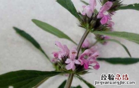 喝了益母草有什么副作用 益母草有什么副作用