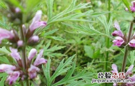 喝了益母草有什么副作用 益母草有什么副作用