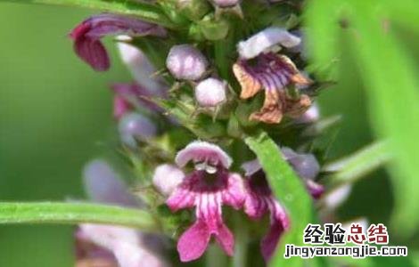 喝了益母草有什么副作用 益母草有什么副作用