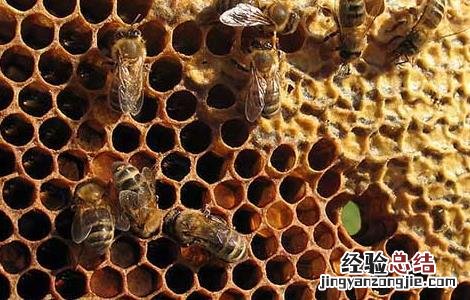 蜂巢泡酒的功效与作用是什么 蜂巢泡酒的功效与作用