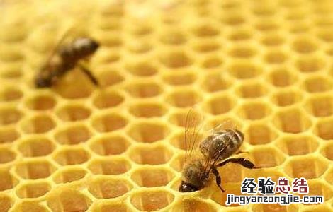 蜂巢泡酒的功效与作用是什么 蜂巢泡酒的功效与作用