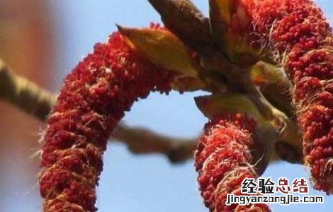 杨树花的功效与作用苹果绿 杨树花的功效与作用